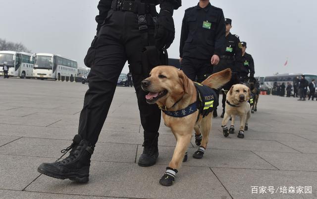 警犬退役后的生活