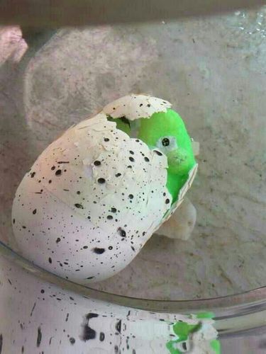 我家的恐龙蛋破壳而出啦!心有没有被这小家伙给软化呢