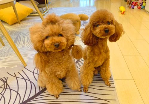 狗儿子越来越瘦,狗妈妈越来越胖,是当妈的不给吃吗?