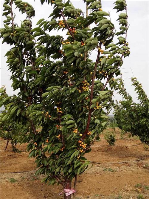 水晶樱桃树哪里卖,樱桃树,泰肥农场(图)