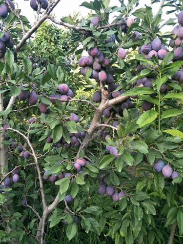 西梅李子苗多少钱一棵