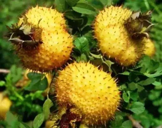 牛奶奶04野地瓜十分香甜,只要是田间地边都有,其个头非常小,需要你