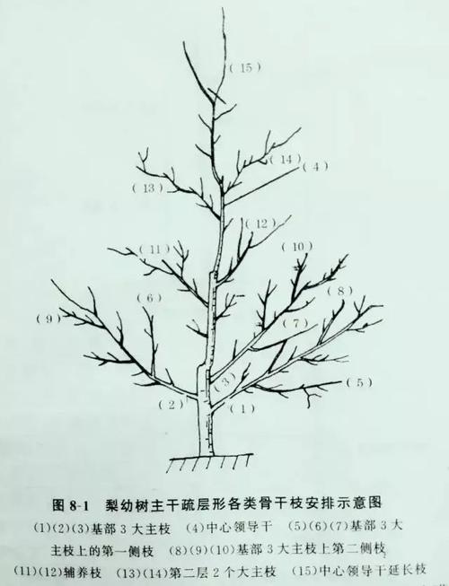 梨树整形修剪技术要点:幼树的整形(附图解)