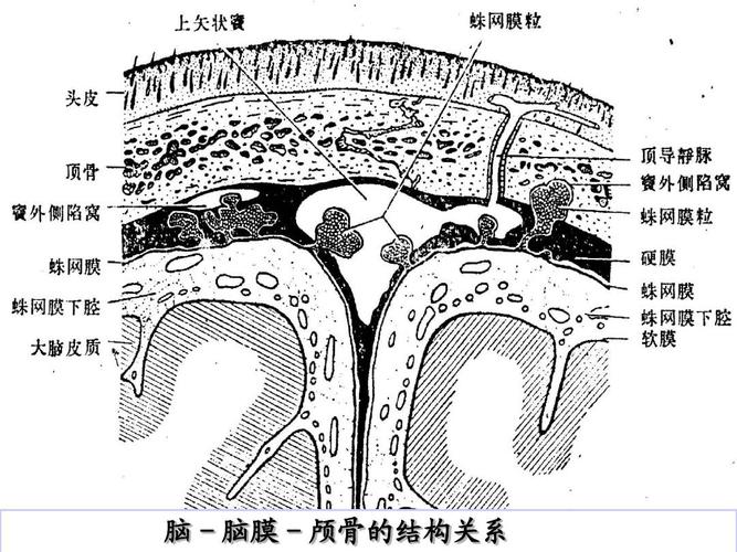 儿童化脓性脑膜炎ppt
