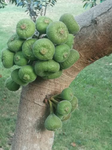 认识《大果榕》