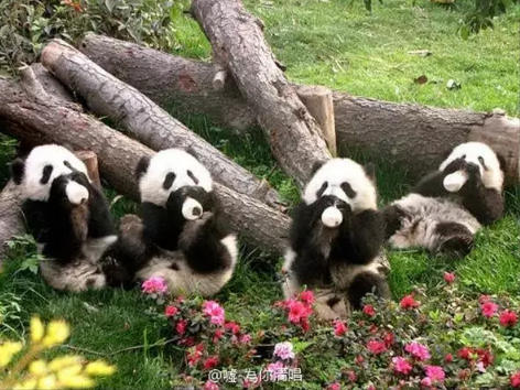 4只大熊猫要来沈阳啦第一时间看到panda的全攻略