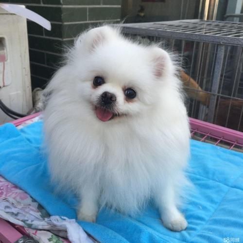 博美还是银狐?傻傻分不清?