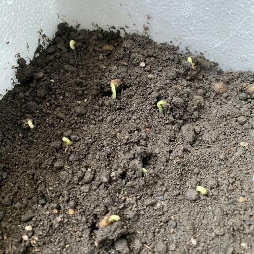 记录香菜和空心菜的成长过程持续更新