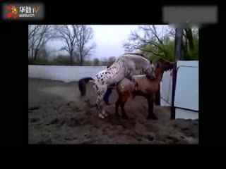 动物交配;马繁殖