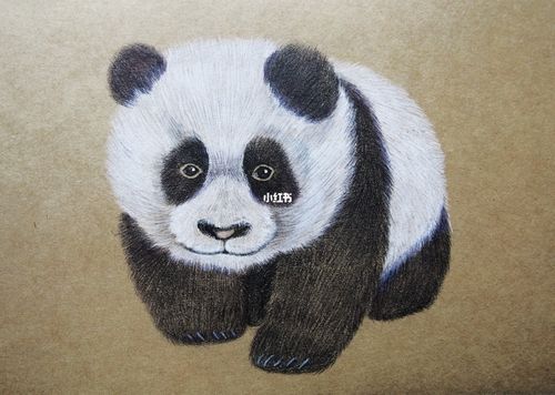 彩铅《熊猫》_彩铅_熊猫_熊猫怎么样_手绘_高光笔_彩铅手绘_文化_绘画