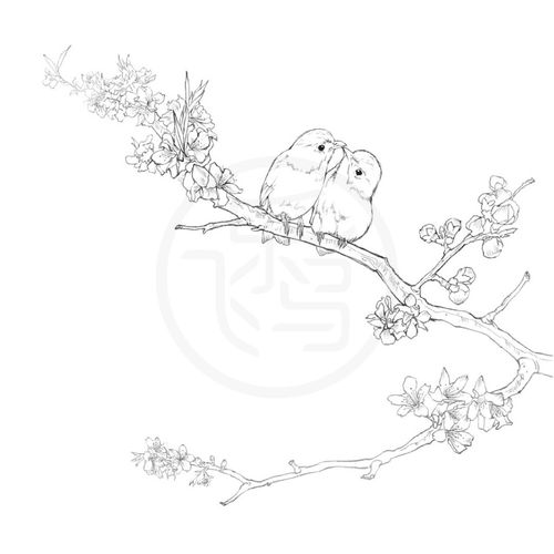 红果枝头山雀,展翅黑喉石鵖.铅笔线稿技法