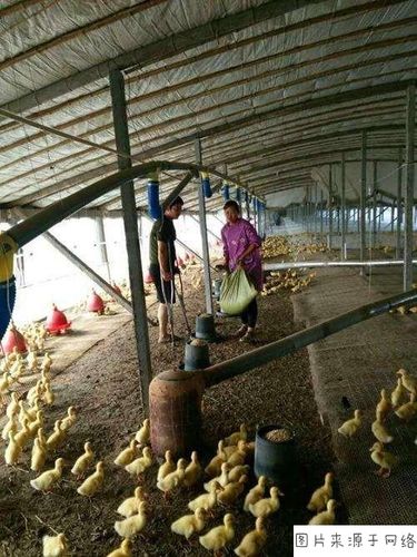 鸭棚降温注意事项有哪些?