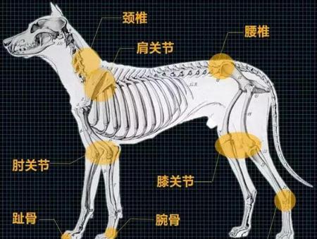 天冷多注意狗狗的关节