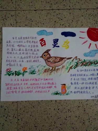 鸟儿的手抄报