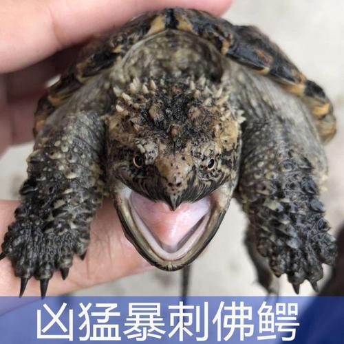 杂佛鳄龟一只装 7--8厘米【非常耐活】颜色需要备注