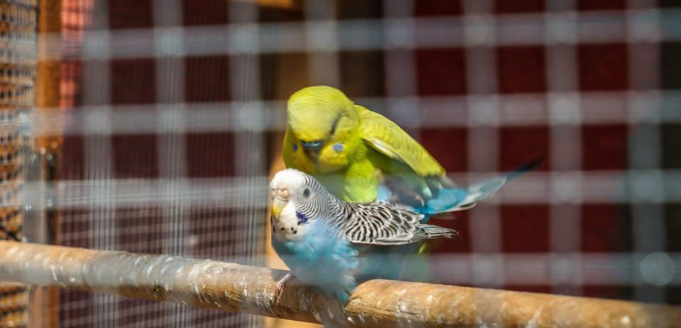 虎皮鹦鹉区分公母仅需从这4方面入手轻松掌握分辨公母的方法