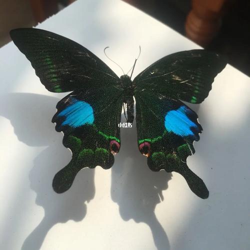 蝴蝶|巴黎翠凤蝶(papilio paris)_西岛_泰国_蝴蝶_社科_科学科普