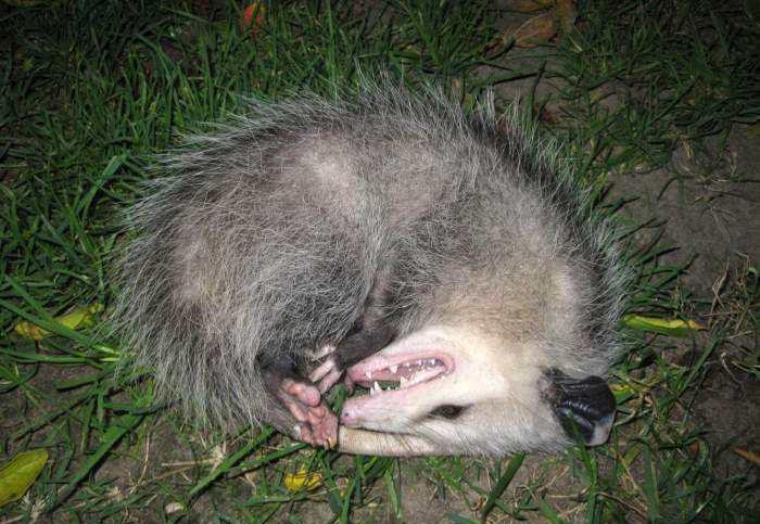 全球最大的老鼠,鼠王1.1米比猫还大只,看到都毛骨悚然