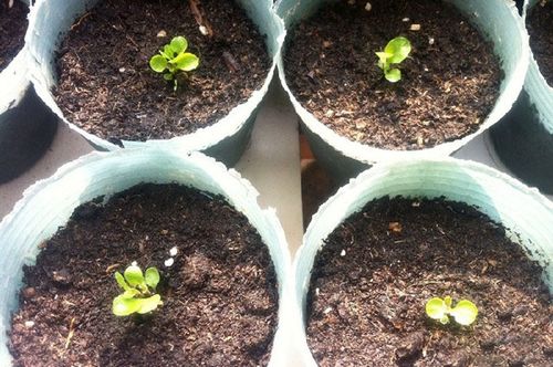 如何让漂亮的六倍利花开3季