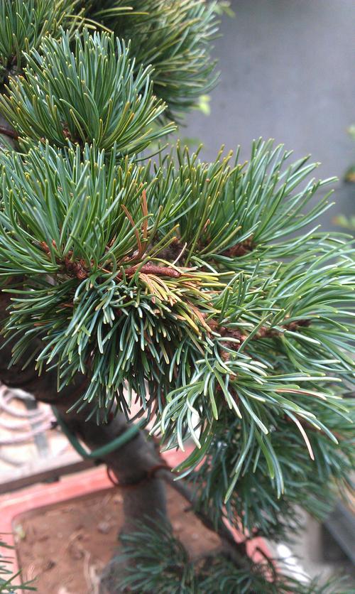 大阪松叶子一根根变黄了,请问是什么原因?高手请进!