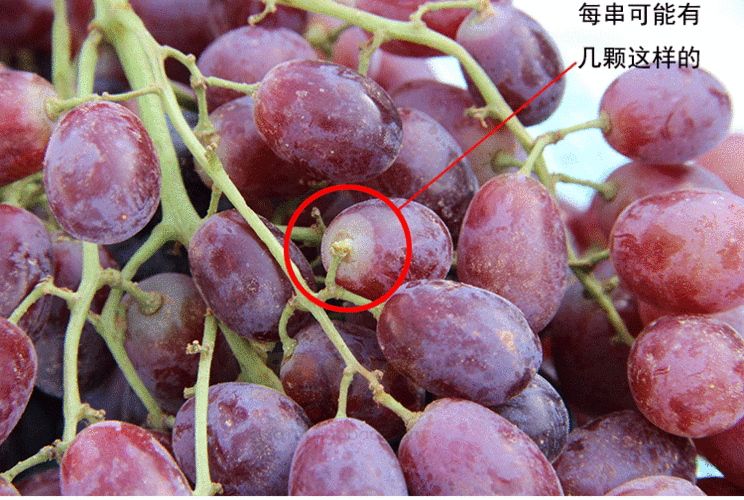 果vc 智利无籽红提 500g