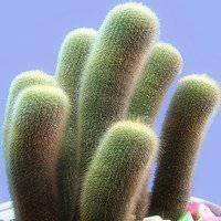 微信头像仙人掌【点击鼠标右键下载】