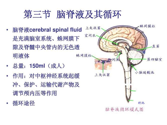 脑脊液循环与分泌ppt