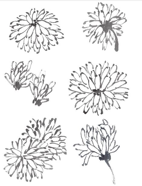 国画教程简单易学的写意菊花菊叶画法步骤