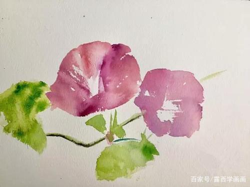 牵牛花水彩画教程:教你画两朵鲜丽娇媚的喇叭花!