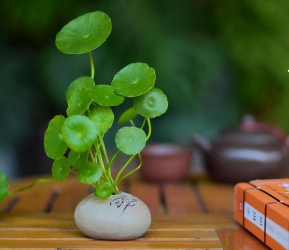 五月养铜钱草要大肥大水大太阳叶子数量增多充满生机