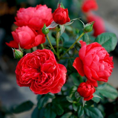 天狼月季香奈儿花苗微型中香多季开花阳台庭院盆栽地栽植物玫瑰花