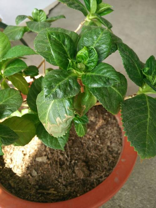 我家养了一盆绣球花,可是不知道为什么最近叶子边缘开始发焦,最后枯萎