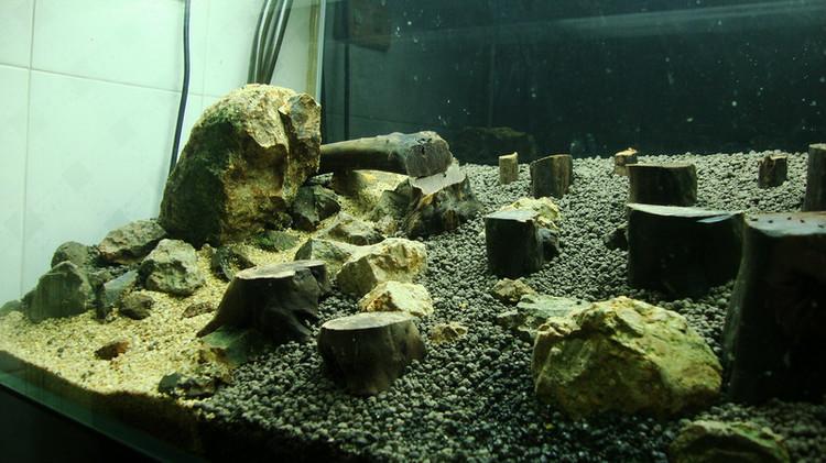 造景之路:水草造景(60cm)-41