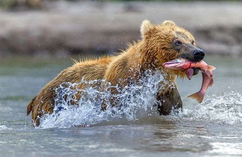 熊,鱼类菜肴,水,水溅,狩猎,动物,照片,2222x1446