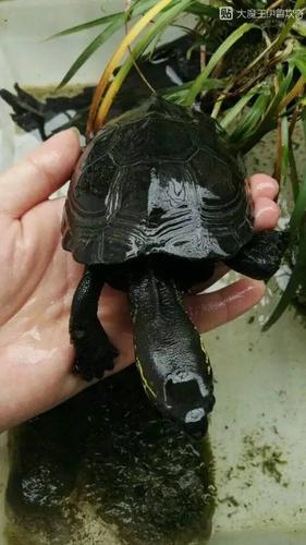 献给爱草龟的龟友