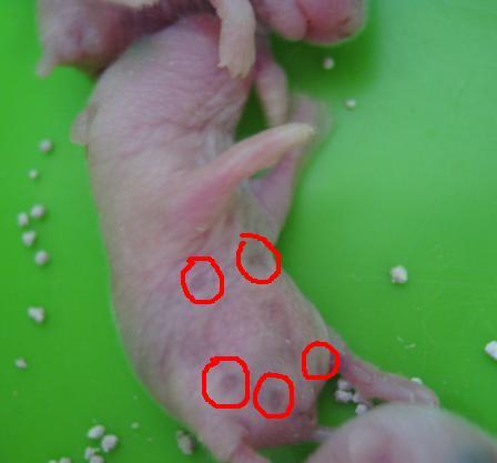 怎么分辨仓鼠的性别?