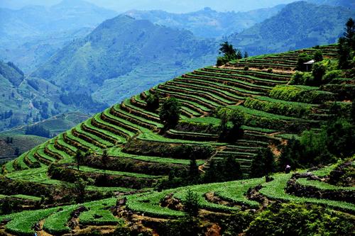 安溪茶山(感德高坪头)