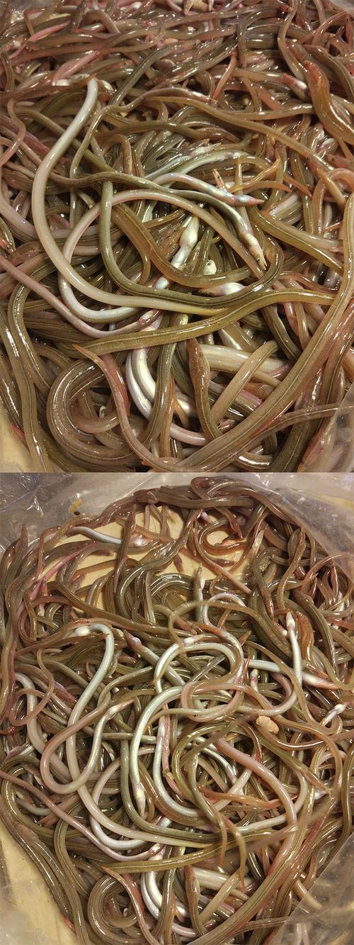 深海小海鳗 小油鳗 野生鳗鱼 海鳗鱼 小玉龙 冷冻海鲜水产 1箱8斤