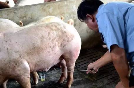 【养猪小妙招】养猪有妙招,看尿识病,你知道几点!