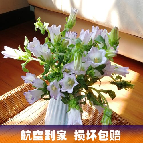 风铃草风铃花鲜花花束基地直供直发同城家用瓶插花空运生活散装花