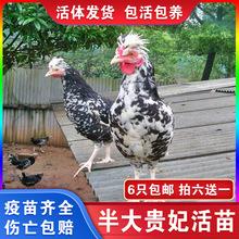 纯种巨型婆罗门鸡大体型梵天观赏鸡活鸡活苗活鸡仔婆罗门鸡受精蛋