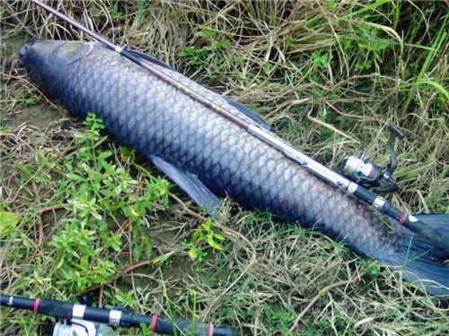 黑坑钓青鱼用什么饵料最好的选择