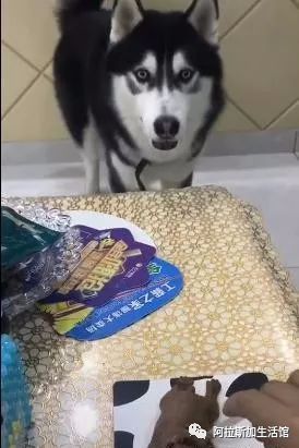 主人吃狗形蛋糕引起二哈强烈不适!难以置信的狗:它还是个孩子啊