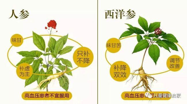 中医启蒙西洋参和人参的适用人群有哪些二者区别是什么如何正确食用