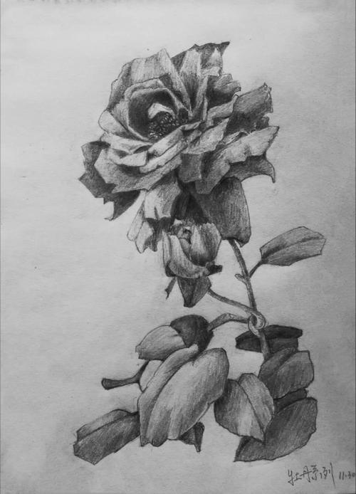 花卉素描(21幅)