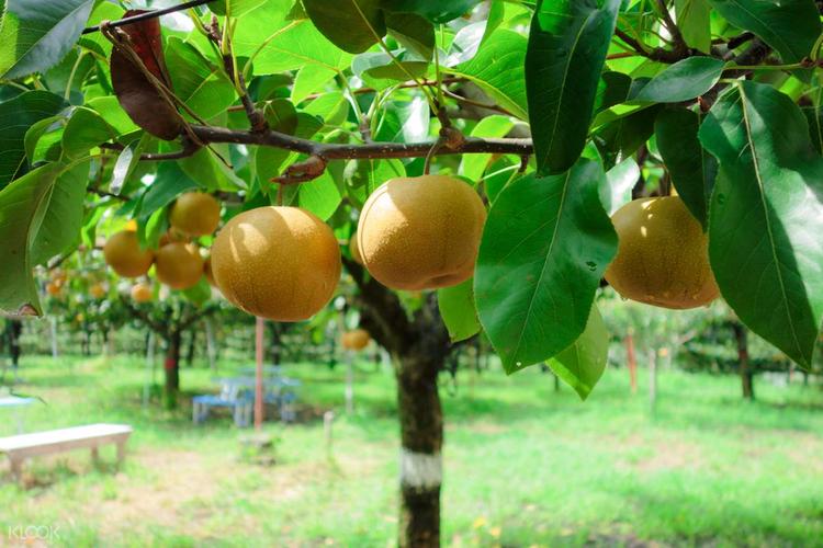 最后行程采摘新鲜甜美的梨子,若因生长情况而无法采摘将会临期安排