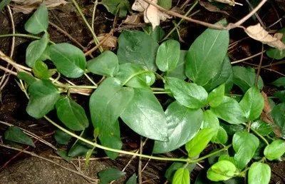 【谣言粉碎机】鸡屎藤能预防新冠病毒?真相来了