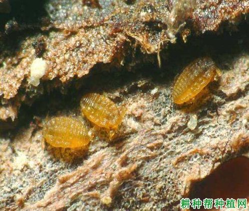 葡萄根瘤蚜根瘤蚜科