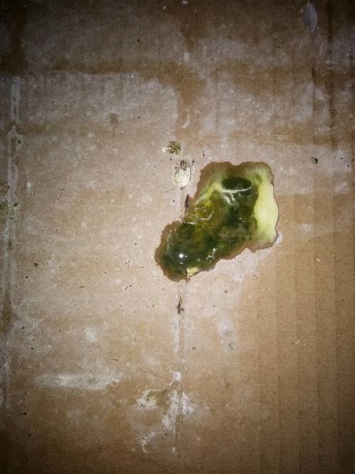 私家药,治鸽子拖食,积食,不消化,嗉囊炎.