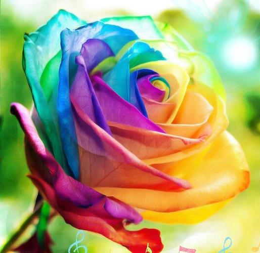 彩色玫瑰